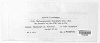 Pucciniastrum symphyti image